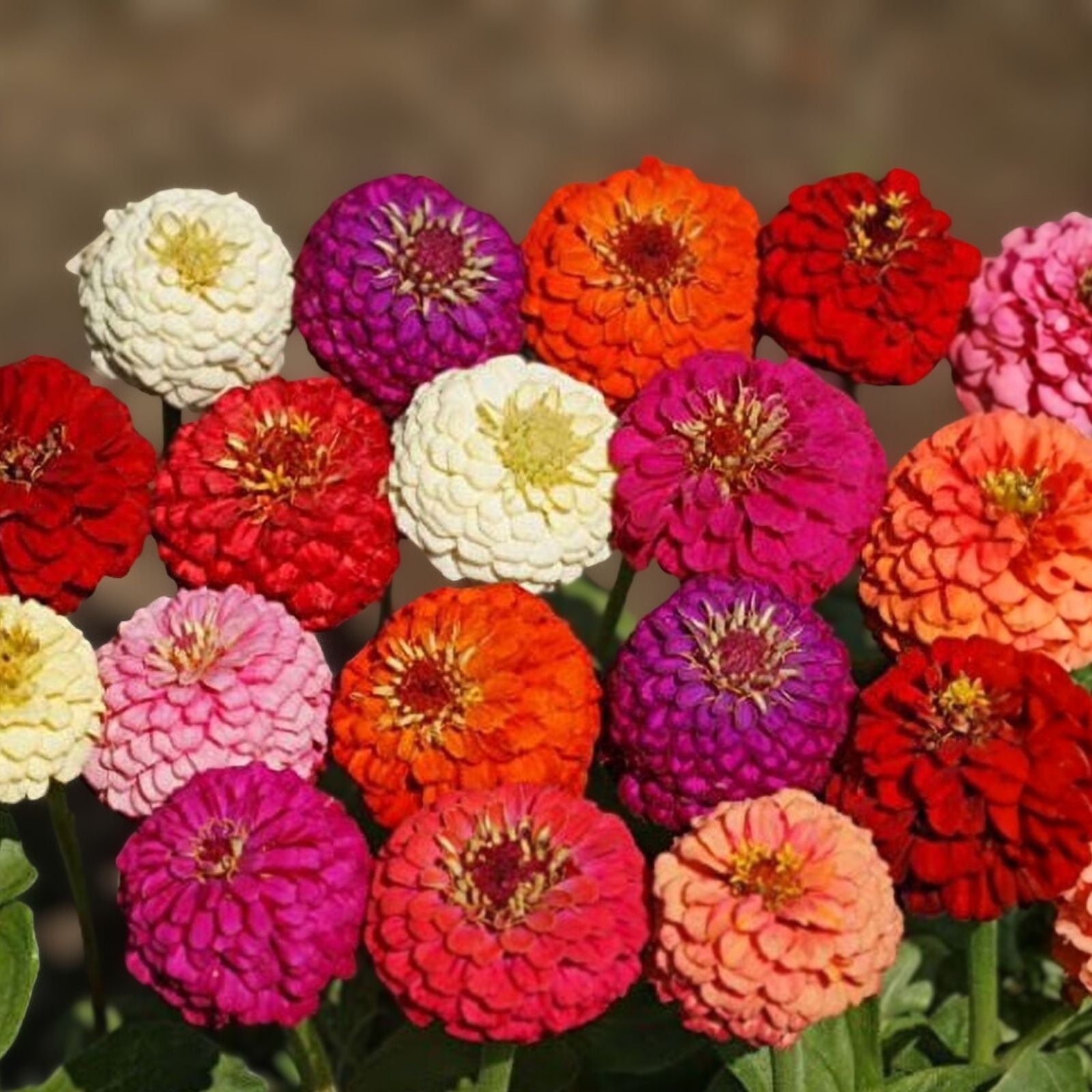 Zinnia elegans Seeds 1000 Count Short Stuff Mix Colorful Blooms Live Plant Flower Seeds