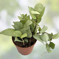 Hoya Krohniana Eskimo Live House Plant in 6 Inch Pot, Variegated Foliage, Easy Care Indoor Plant, Hoya Krohniana