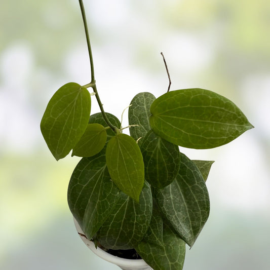 Hoya fitchii Rooted Plant in 2.5" Pot, Tropical Houseplant, Easy Care Indoor Plant, Hoya Plant, Low Maintenance Greenery