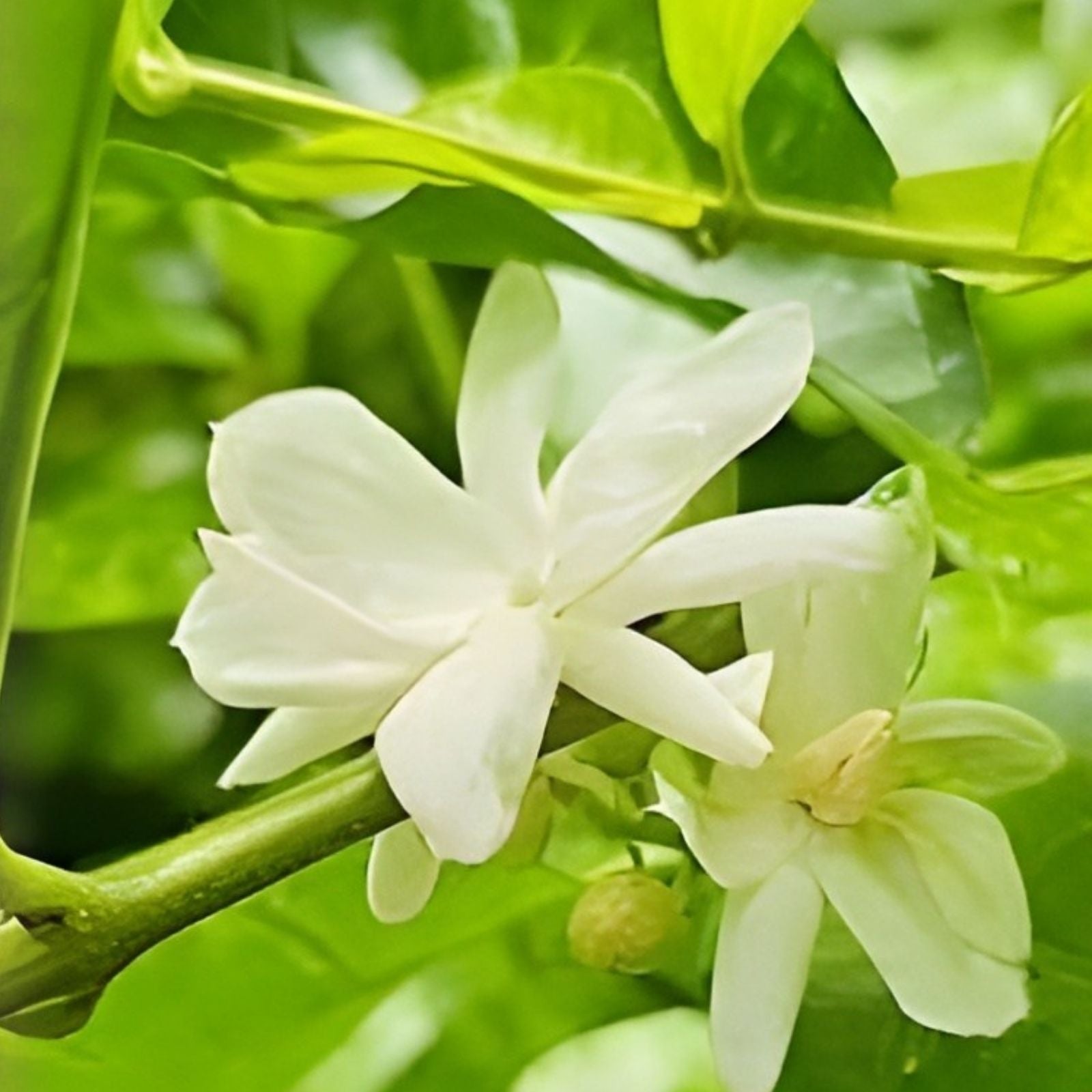 Jasmine Plant Seeds - 25 Indoor/Outdoor Herbal Seeds with Tiny White Flowers - Jasminum Species - Fast Shipping