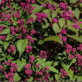 American Beautyberry Live Plant 5-Pack Callicarpa americana Edible Purple Berries Drought Tolerant Deer Resistant