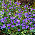Vinca Minor Periwinkle Ground Cover Live Plants Set of 12, Drought Tolerant, Low Maintenance Garden Plants