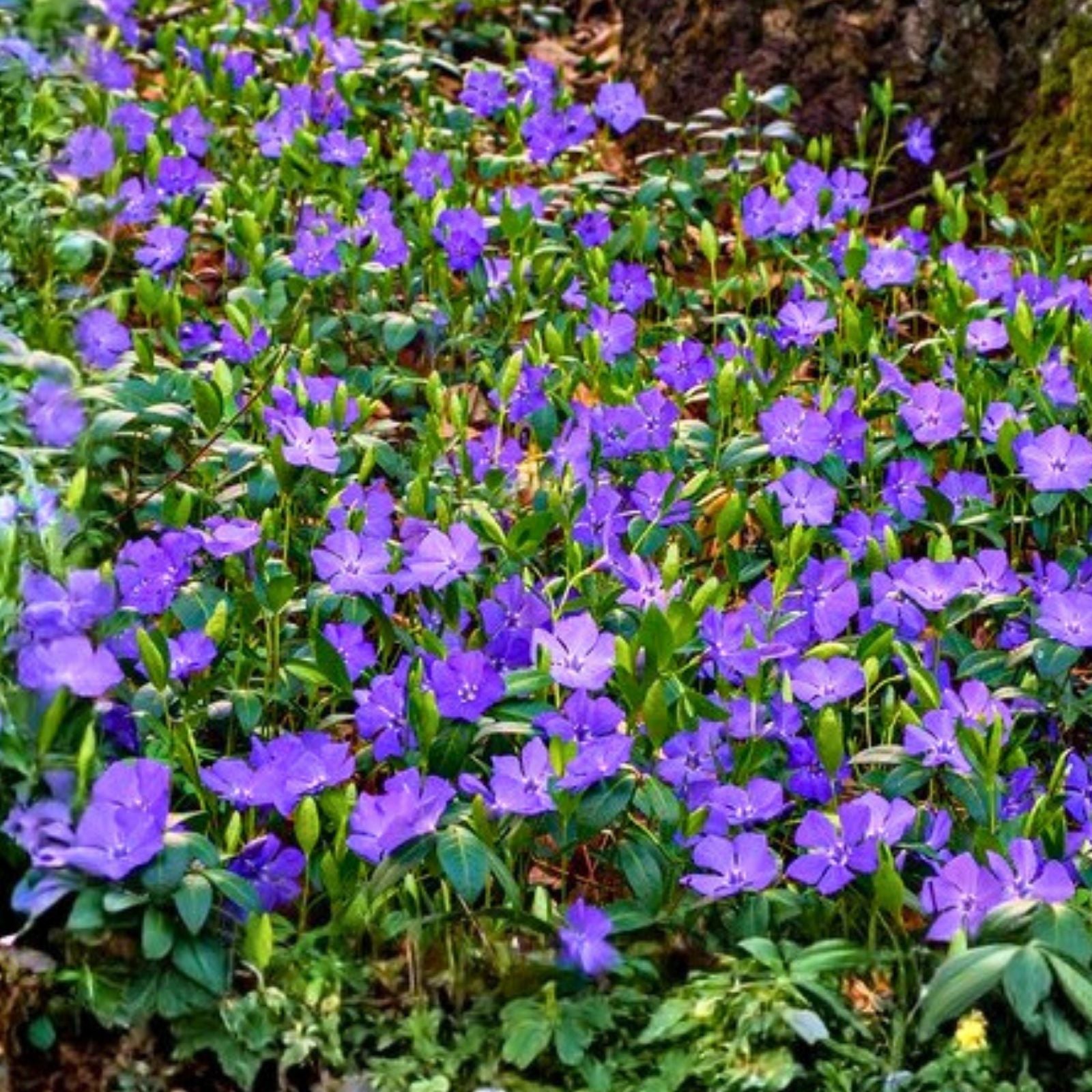 Vinca Minor Periwinkle Ground Cover Live Plants Set of 12, Drought Tolerant, Low Maintenance Garden Plants