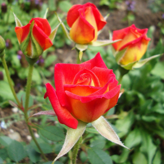 Hot Tamale Miniature Rose Cuttings - 4" Live Unrooted Stems - Rosa Miniature Garden Flower Propagation
