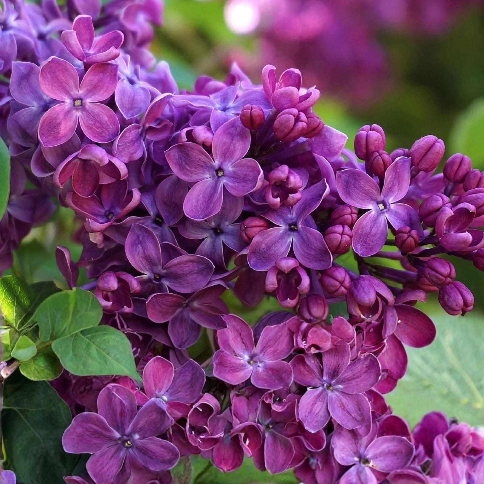 Congo Lilac Syringa Vulgaris Starter Plant 4-8” Well Rooted Lilac Flowering Shrub Live Plant