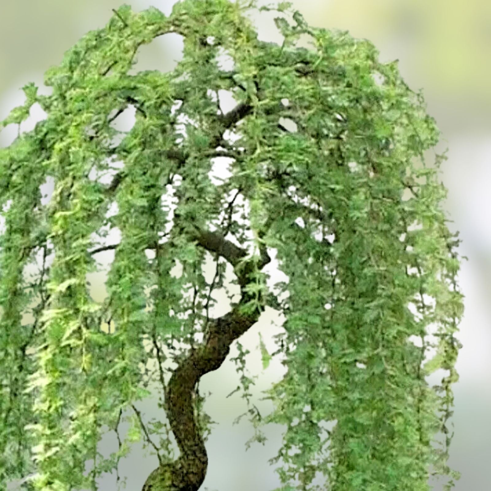 Dwarf Weeping Willow Tree Cuttings - Salix babylonica - 2 Live Plant Cuttings for Easy Growth - Fast Shipping