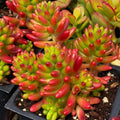 Variegated Sedum Rubrotinctum Jelly Beans Succulent Cuttings Live Plant Propagation Easy Care Houseplant