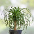 Ponytail Palm Seeds 20 Pack Beaucarnea Recurvata Indoor Houseplant Starter Seeds Gardening