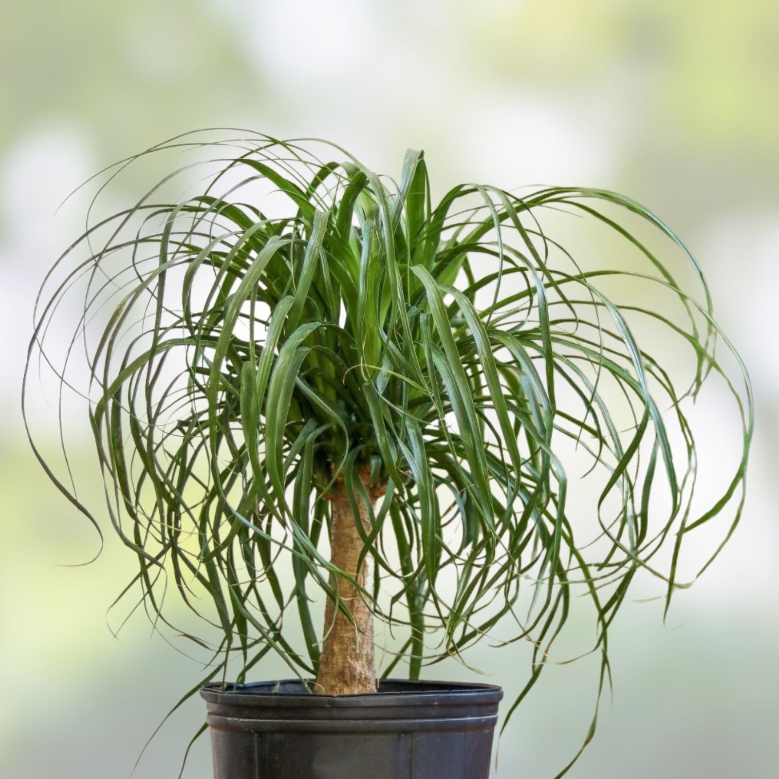 Ponytail Palm Seeds 20 Pack Beaucarnea Recurvata Indoor Houseplant Starter Seeds Gardening