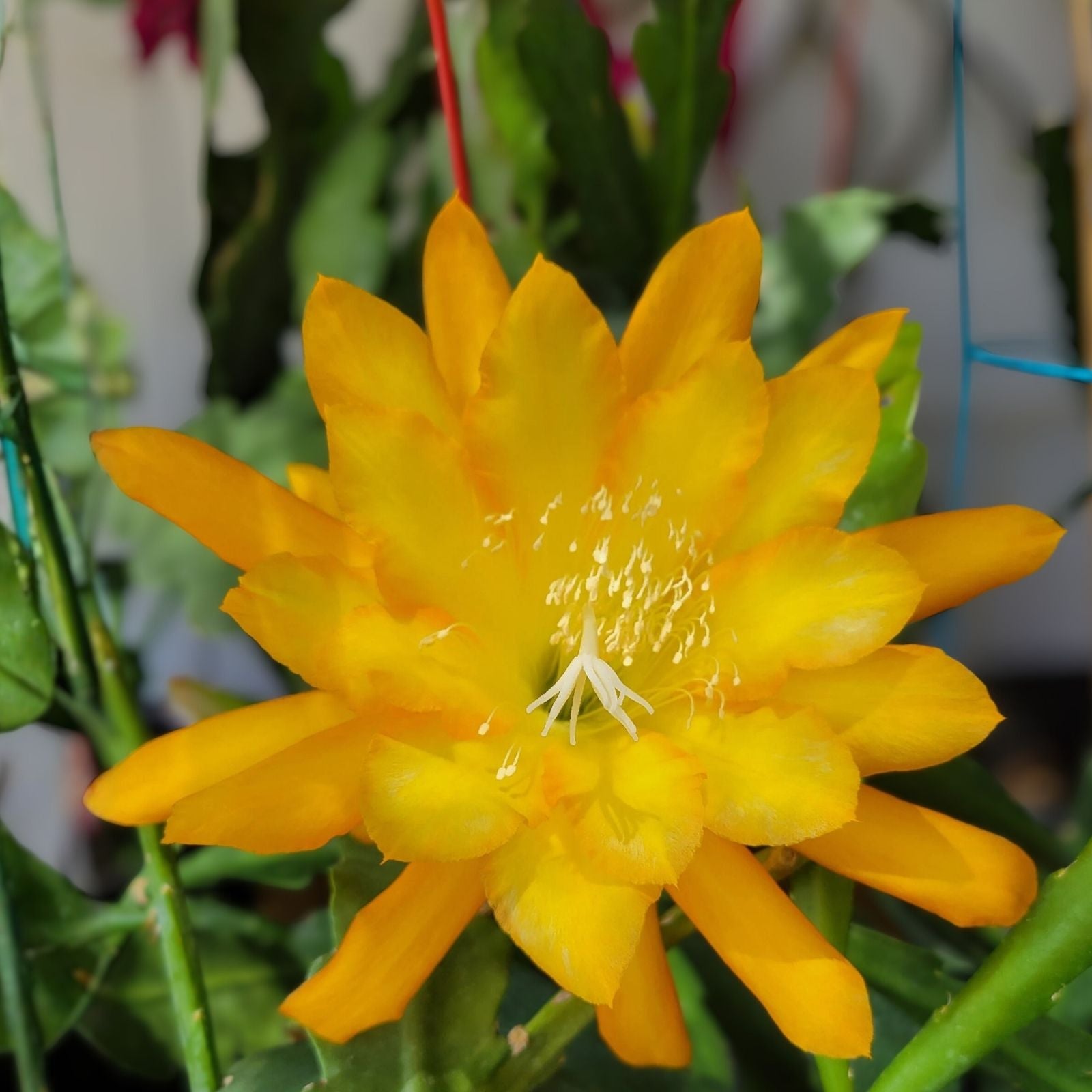 Epiphyllum Going Bananas Cutting 8-10 Inches Unrooted Succulent Cactus Houseplant Live Plant
