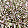 Ribbon Grass Plants Strawberry & Cream Root Divisions - Ornamental Phalaris arundinacea, Hardy Live Plant for Sun or Shade