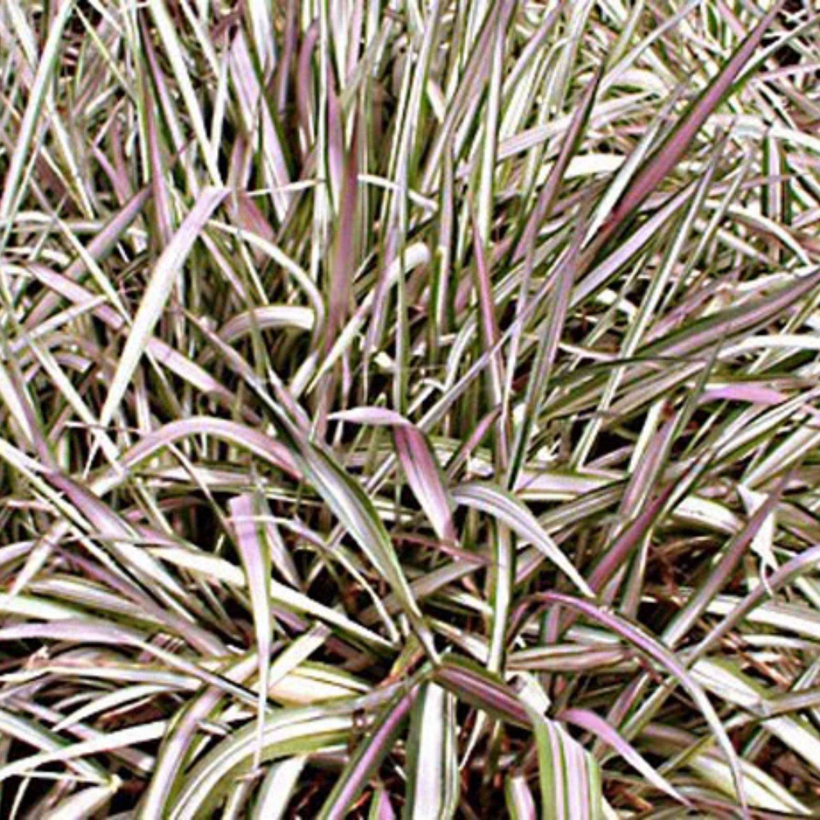 Ribbon Grass Plants Strawberry & Cream Root Divisions - Ornamental Phalaris arundinacea, Hardy Live Plant for Sun or Shade
