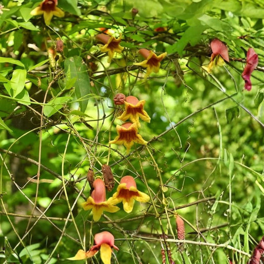 Crossvine Live Plants 2-Pack Bignonia capreolata Native Hummingbird Attractor Vibrant Orange-Red Blooms