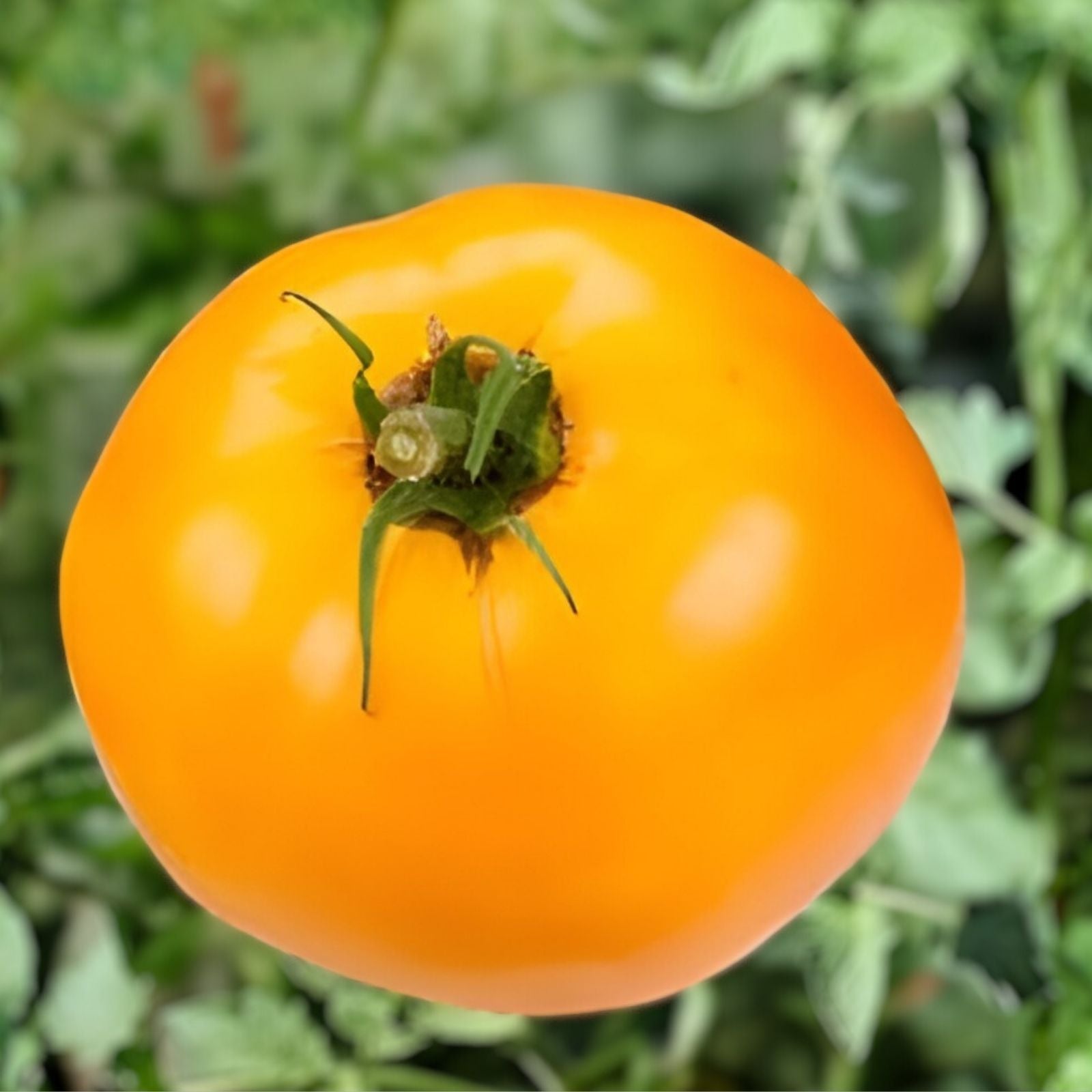 Carolina Gold Tomato Live Starter Plants Set of 2 Organic Heirloom Solanum Lycopersicum Vegetable Plants