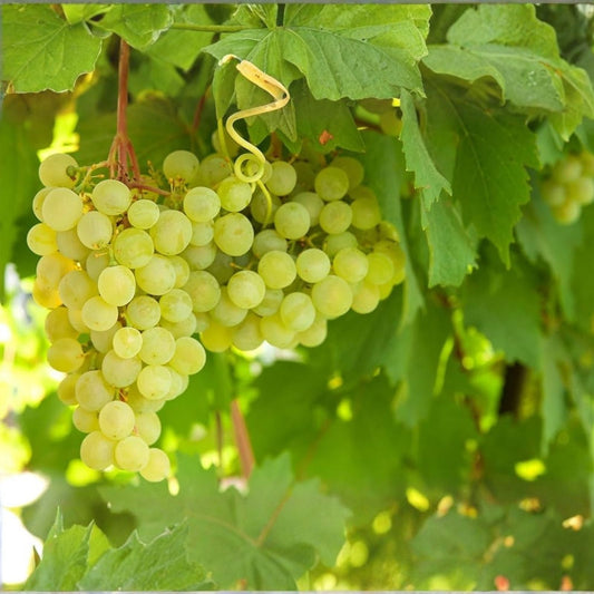 Ladyfingers Grape Vines Cuttings Vitis vinifera White Fruit Plant Starter 3 Live Plants