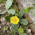 Desert Prickly Pear Cactus Opuntia Phaeacantha 2 Pads 4-7" Live Succulent Plant Cold Hardy to -20°F