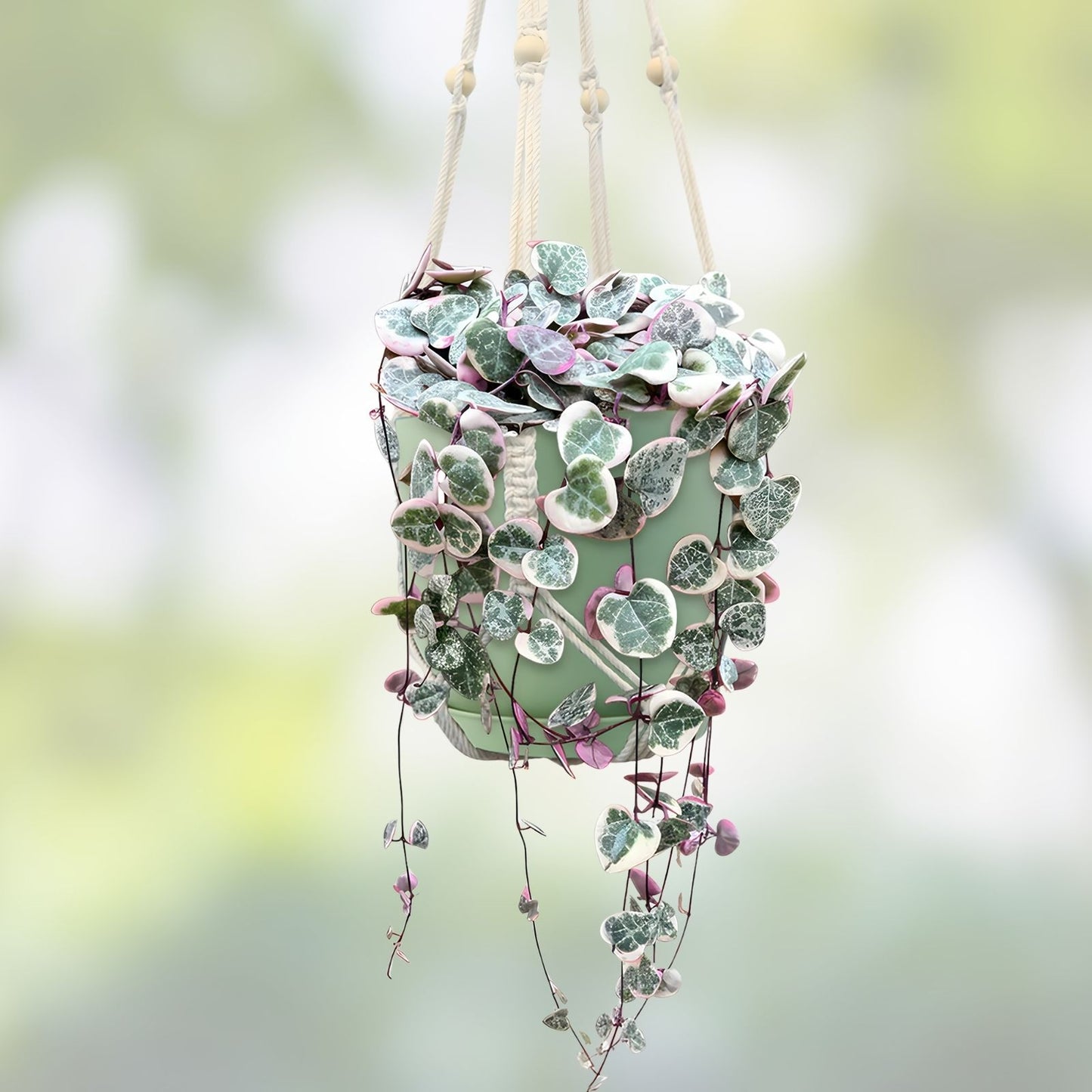 Variegated String of Hearts Plant 3" Pot | Ceropegia woodii variegata Trailing Houseplant | Live Cutting or Starter Plant