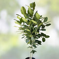 Ficus Cuttings | Banyan Tree Propagation | Ficus benghalensis | Live Plant Cuttings for Rooting