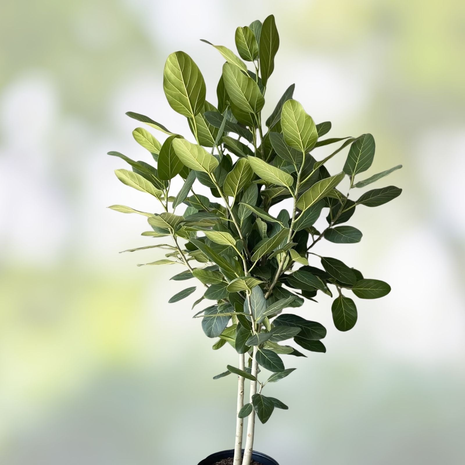 Ficus Cuttings | Banyan Tree Propagation | Ficus benghalensis | Live Plant Cuttings for Rooting