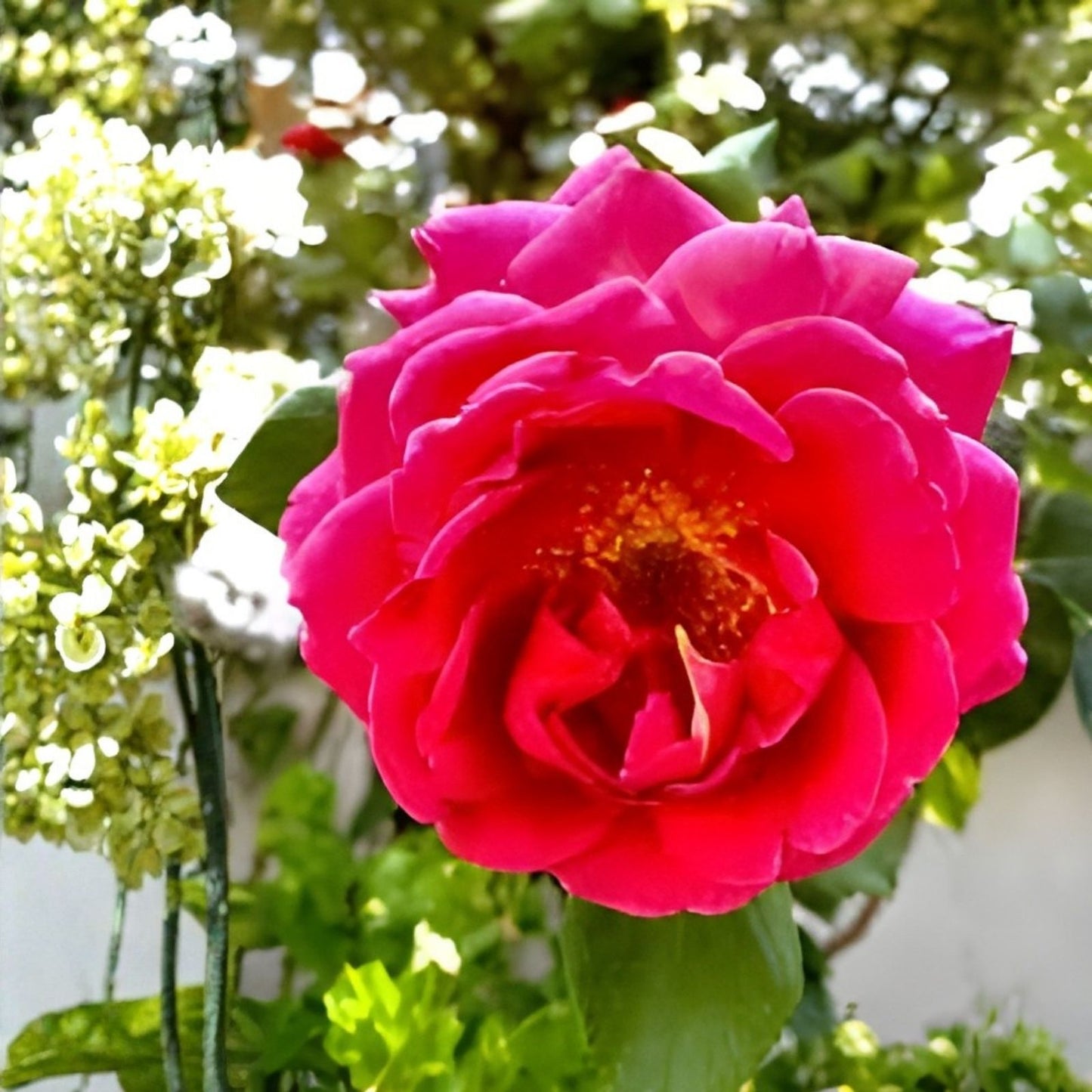 Dark Maroon Rose Cuttings - 6 Inch Live Plant, Fragrant Rosa spp., No Roots, Fresh Harvest Quality