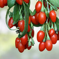 Goji Berry Plant Cuttings Lycium barbarum Live Fruit-bearing Shrub Red Berries for Planting