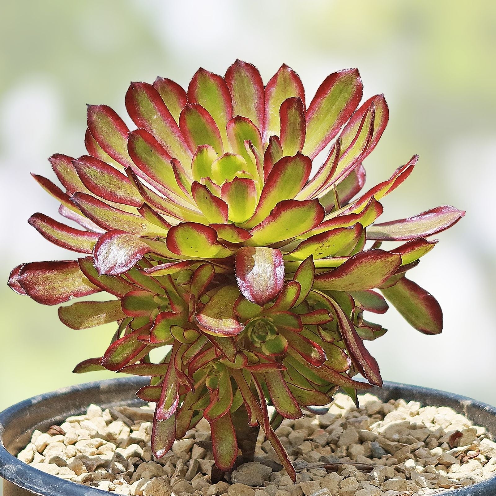 Rare Aeonium Mardi Gras Succulent Cutting – Variegated Live Plant, Colorful Succulent, Unrooted, 3-4 inches, Unique Variety