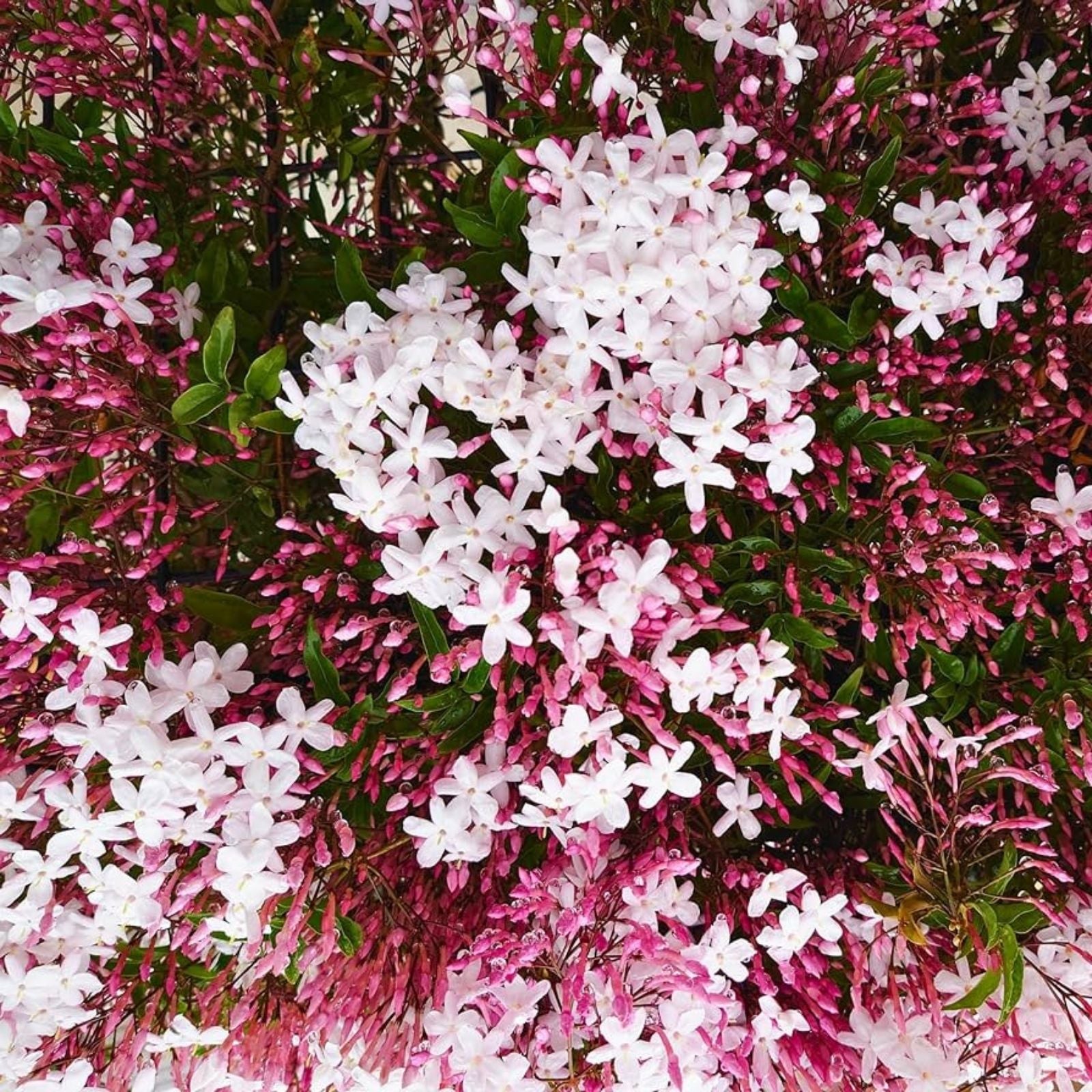 Pink Jasmine Starter Plant Jasminum Polyanthum Fragrant Flowering Vine for Gardens Containers Live Plant