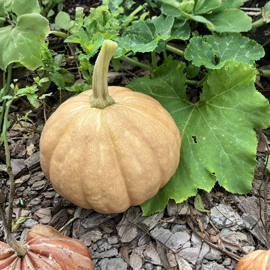 Organic Seminole Pumpkin Seeds Florida Native Cucurbita moschata Non-GMO Heirloom Starter Plant 20+ Seeds