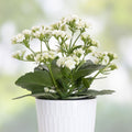 Succulent Cuttings Set of 3 White Kalanchoe Blossfeldiana Houseplants for Propagation, Easy Care Starter Plants