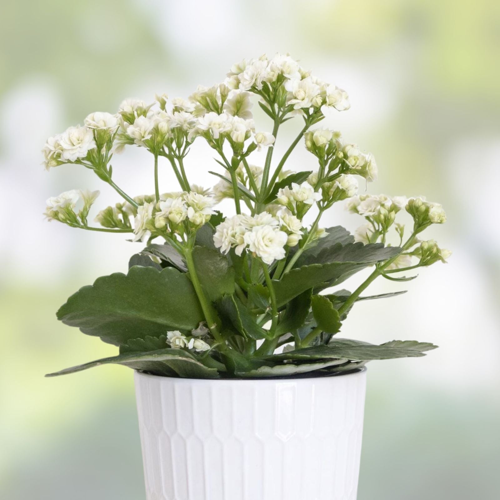 Succulent Cuttings Set of 3 White Kalanchoe Blossfeldiana Houseplants for Propagation, Easy Care Starter Plants