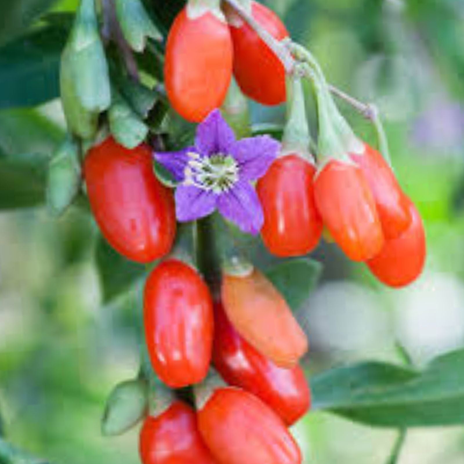 Goji Berry Plant Cuttings in Pot – Lycium barbarum Edible Fruit Shrubs for Planting – Fast Growing Berries