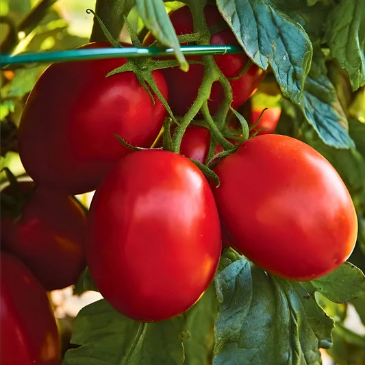 Italian Roma Tomato Seeds 500 Non-GMO Heirloom Starter Plants for Home Garden Solanum lycopersicum