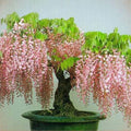 Sakura Bonsai Tree Seeds 10 Pack Cherry Blossom Prunus serrulata Flowering Plant Seeds for Gardening Landscaping