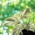 Albo Pothos Cutting - Marble Variegation - Live Indoor Plant, Houseplant, Epipremnum Pinnatum, Starter Plant