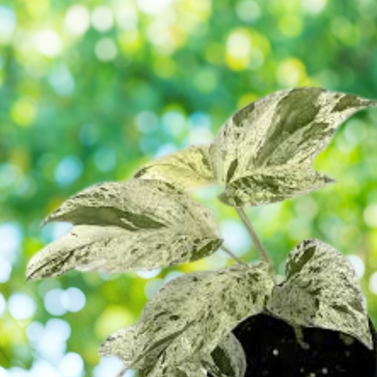 Albo Pothos Cutting - Marble Variegation - Live Indoor Plant, Houseplant, Epipremnum Pinnatum, Starter Plant