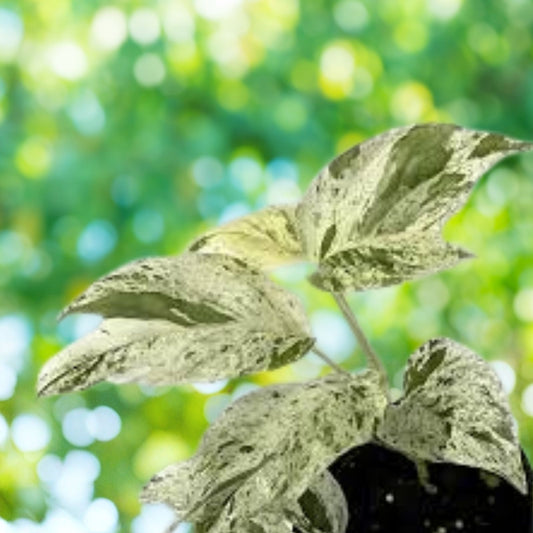 Albo Pothos Cutting - Marble Variegation - Live Indoor Plant, Houseplant, Epipremnum Pinnatum, Starter Plant