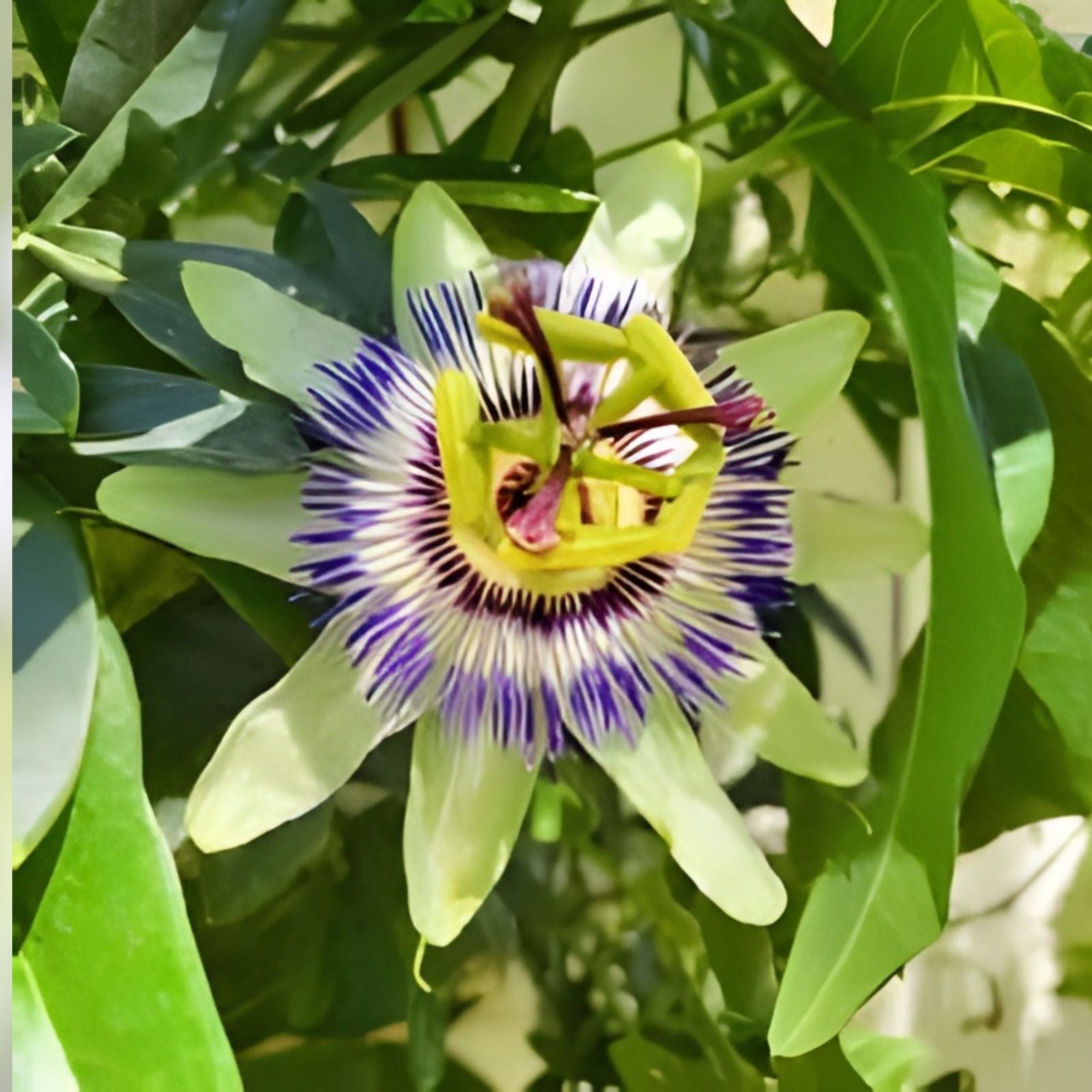 Blue Crown Passion Fruit Vine Starter Plant Passiflora caerulea Climbing Garden Plant Live Bare Root Small Rooted Plant