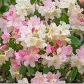 Azalea Starter Plant Sugar and Spice Rhododendron Rare Flowering Shrub Garden Landscape Live Plant