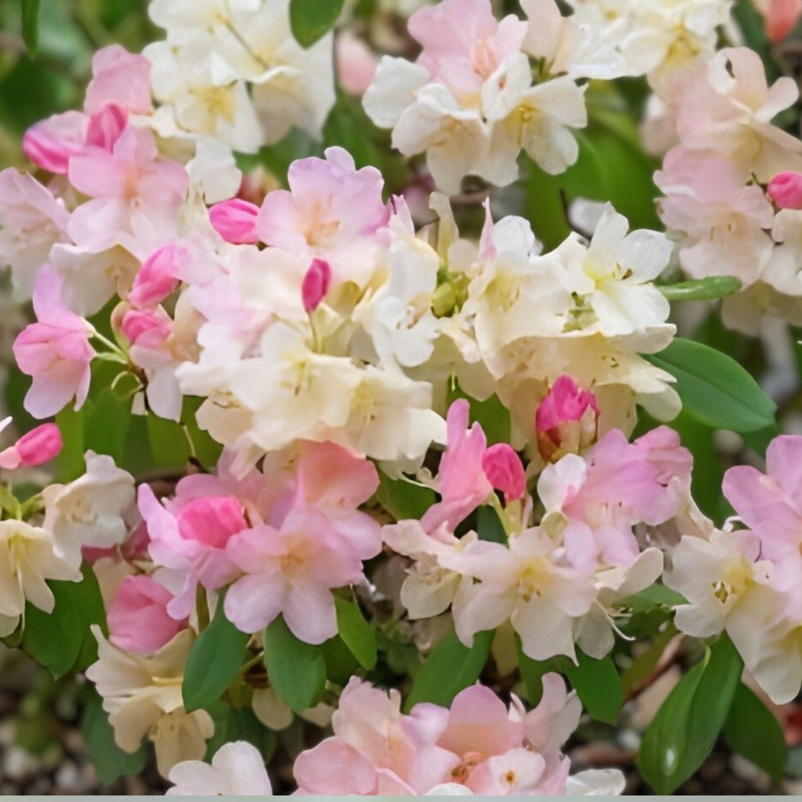 Azalea Starter Plant Sugar and Spice Rhododendron Rare Flowering Shrub Garden Landscape Live Plant
