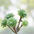 Aeonium arboreum Cutting Cluster Succulent Plant No Roots, Houseplant, Live Starter Plant