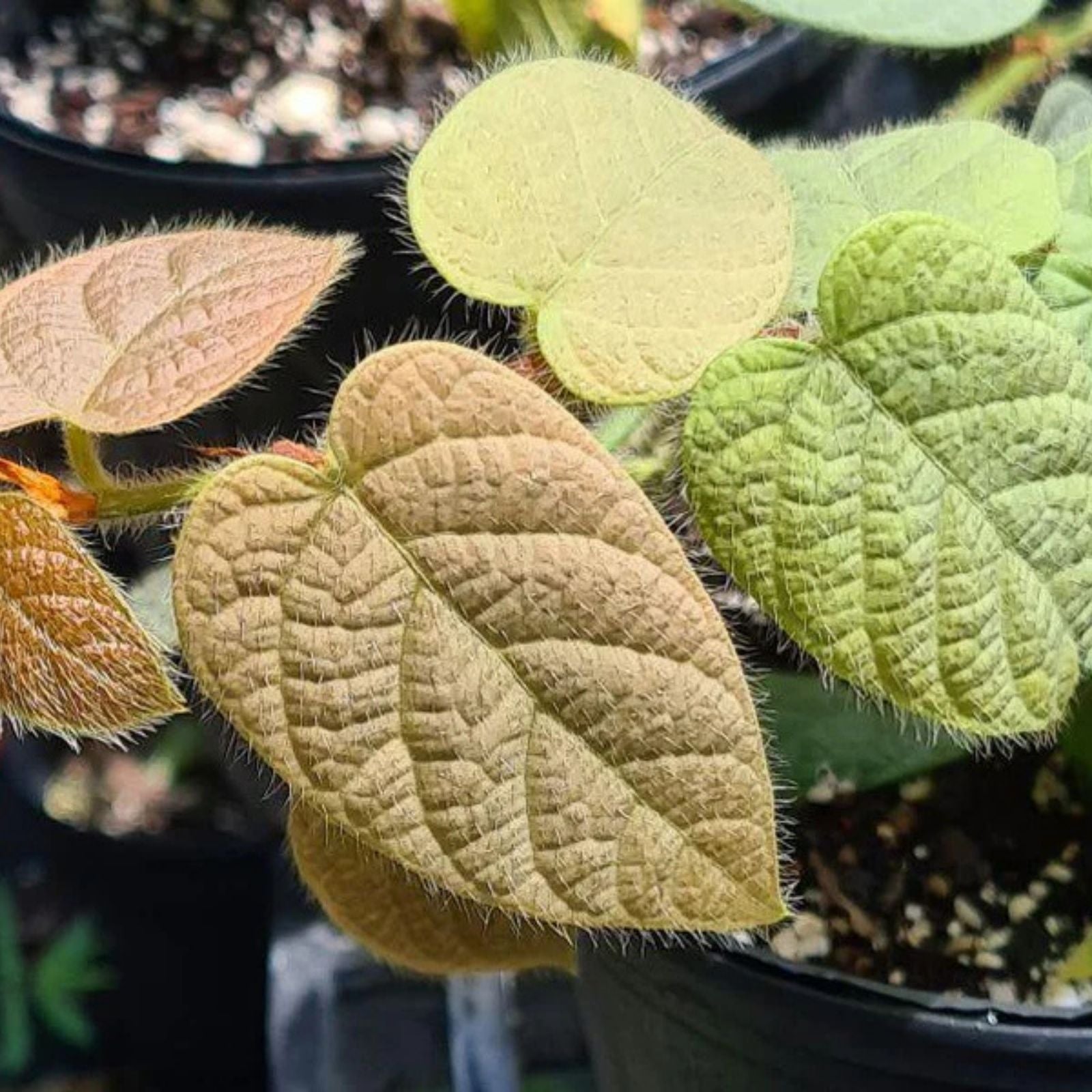 Ficus Villosa Cuttings - 3 Fresh Tropical Houseplant Clippings - Easy Indoor Plant - Free Shipping - In Stock