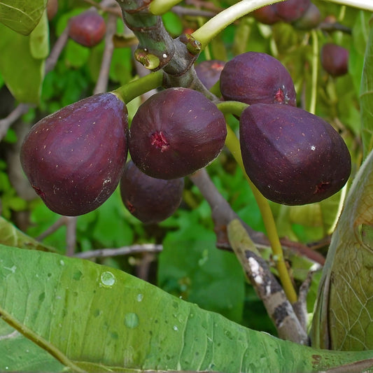 Organic Chicago Fig Tree Cuttings Ficus carica Fruit Bearing Live Plant Garden Starter