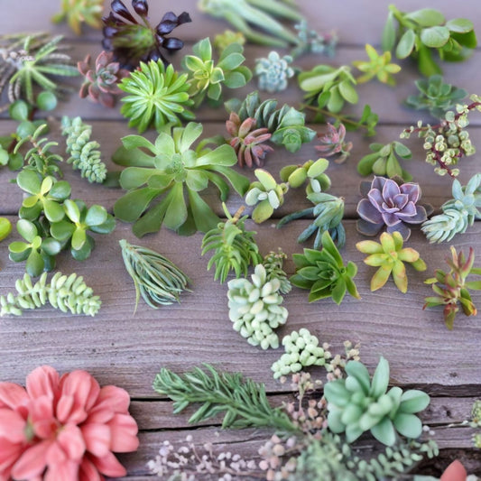 Mini succulent cuttings 20 assorted colors live plants DIY decor 1-3 inches variety starter plants