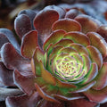 Assorted Aeonium Cuttings 2-6in | Succulent Rosettes | Live Plant Starter | Unique Varieties for Plant Lovers