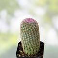 Echinocereus rayonensis Cactus Plant – Live Succulent with Unique Spines – Indoor & Outdoor Decor – Fast Shipping