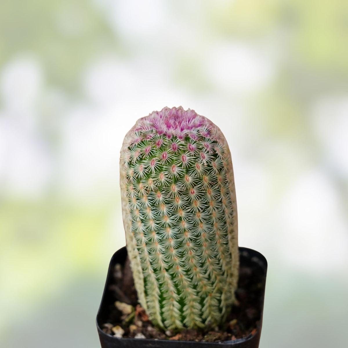 Echinocereus rayonensis Cactus Plant – Live Succulent with Unique Spines – Indoor & Outdoor Decor – Fast Shipping
