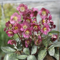 Lenten Rose Starter Plant Pink Purple Helleborus Shade Perennial Zones 4-9 Live Plant Cutting