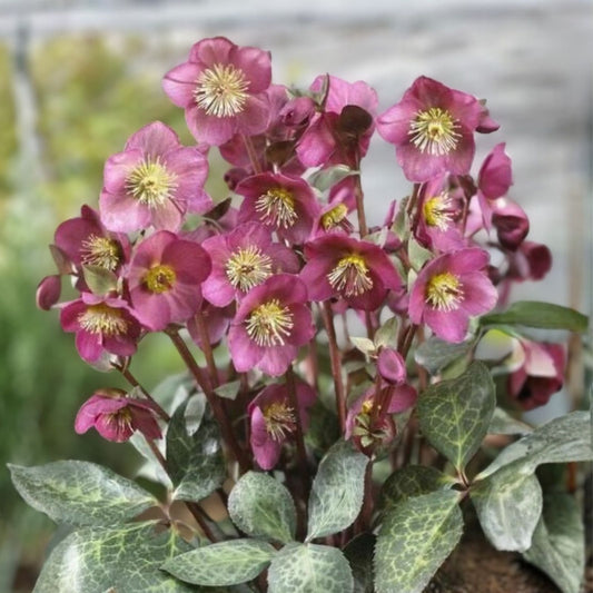 Lenten Rose Starter Plant Pink Purple Helleborus Shade Perennial Zones 4-9 Live Plant Cutting
