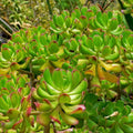 Set of 3 Sedum dendroideum succulent cuttings, green, 5-inch live houseplants, easy care indoor garden starter plants