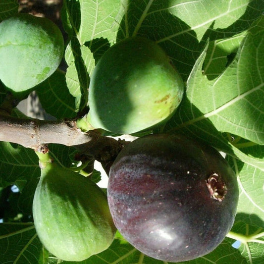 Live Fig Tree Ficus carica 8 Cold Hardy Varieties, Indoor Outdoor Plant, Garden Starter, Houseplant, Cutting, Bare Root